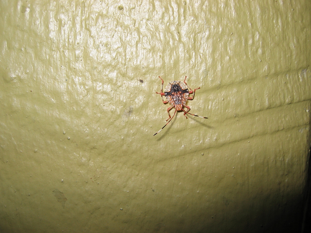 184 Lake Barrine.jpg